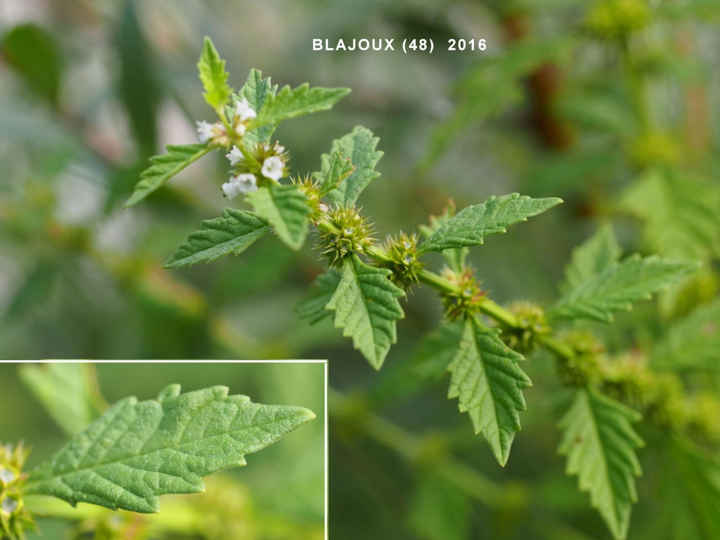 Gypsywort leaf